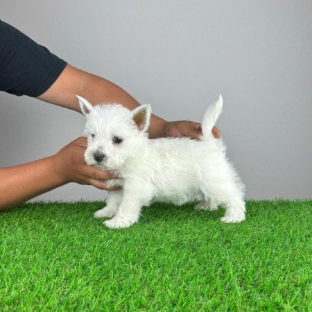 Westie