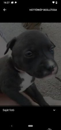 Staffordshire terrier