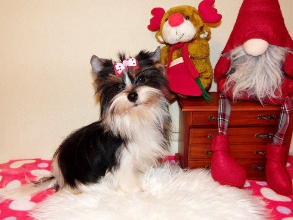 Biewer Yorkshire Terrier Yorki