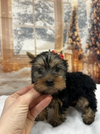 Yorkshire terrier
