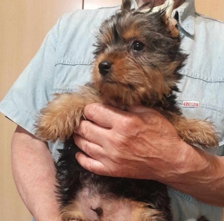 Yorkshire terrier