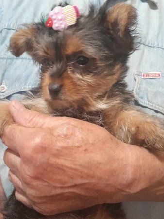 Yorkshire terrier