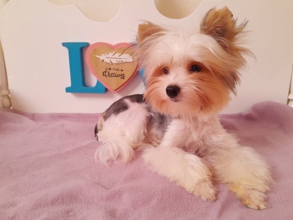 Biewer Yorkshire terrier