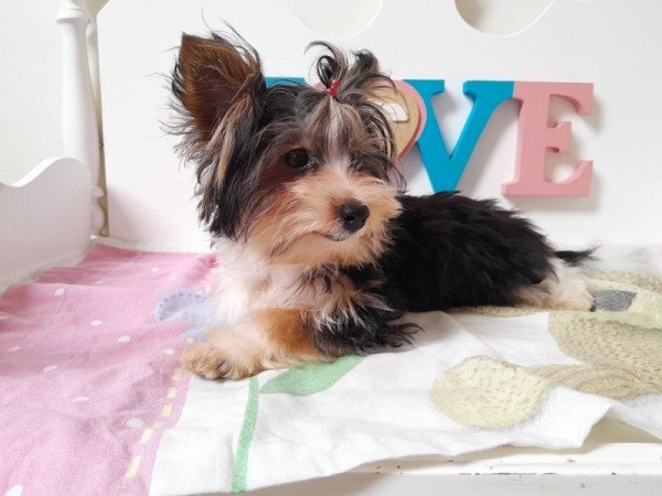 Biewer Yorkshire terrier