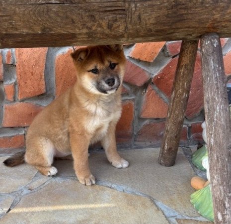 Shiba inu