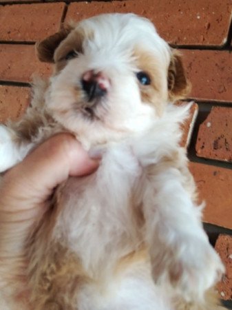 Bichon havanese