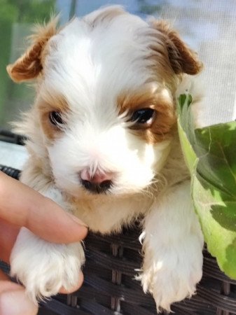 Bichon havanese