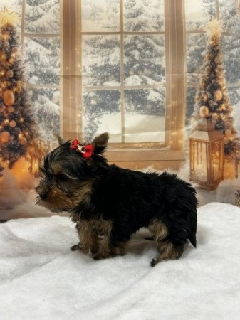 Yorkshire terrier