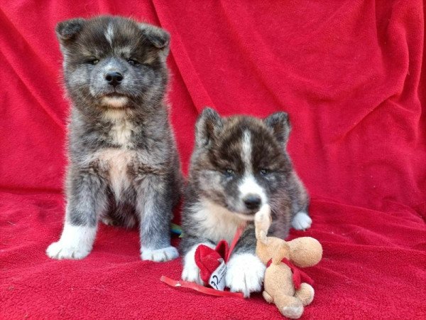 japán akita inu