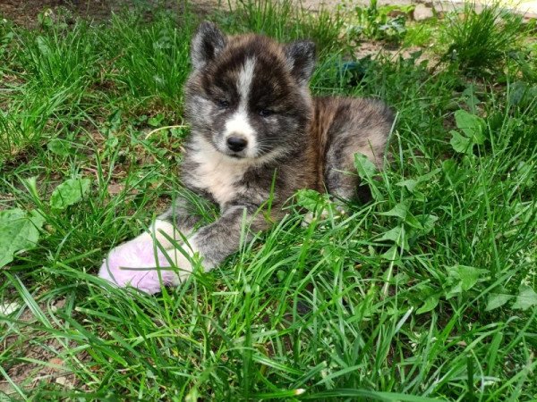 japán akita inu