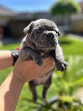 Francia bulldog