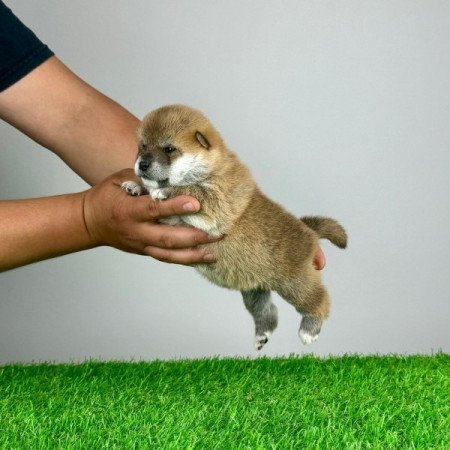 Shiba Inu