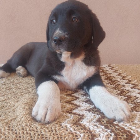 Közép ázsiai juhász kiskutyák