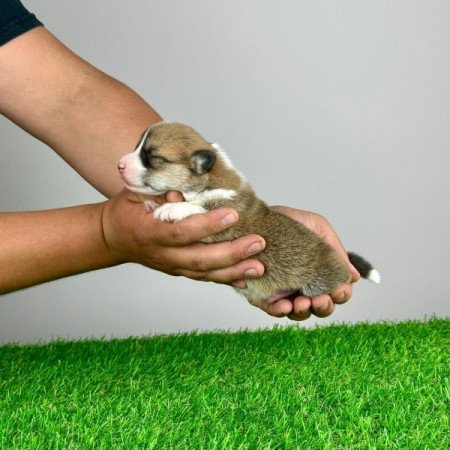 Pembroke Welsh Corgi