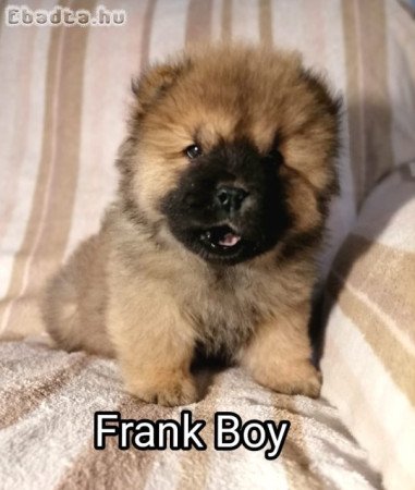 Csau baba vörös FCI -Meoesz