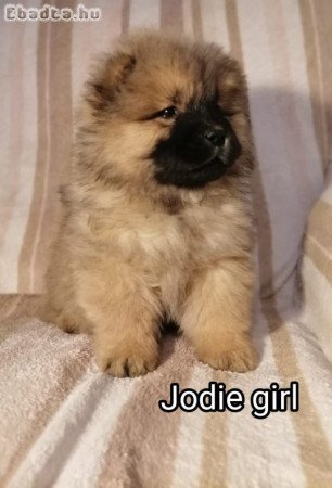 Csau baba vörös FCI -Meoesz