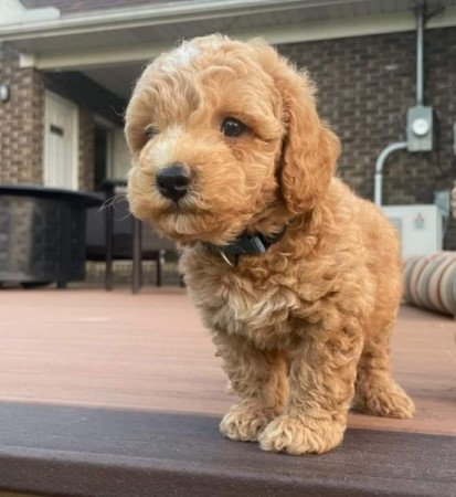 Máltai+uszkár=Maltipoo havanese bichon