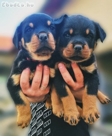 Rottweiler kölyök