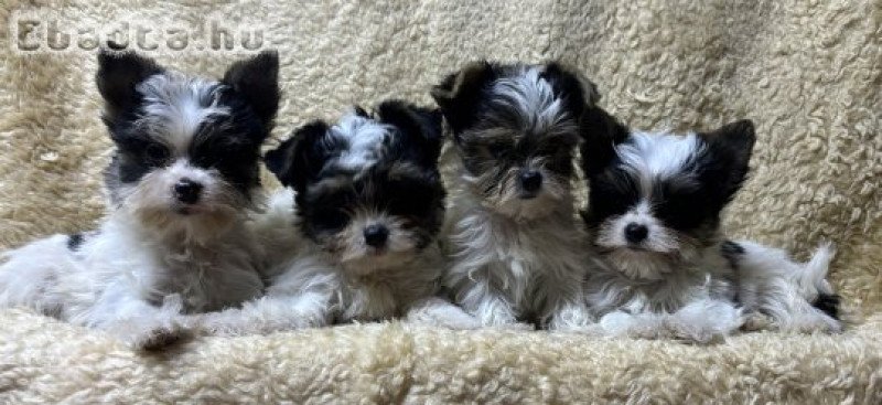 Mini Biewer yorki kiskutyák költöznének