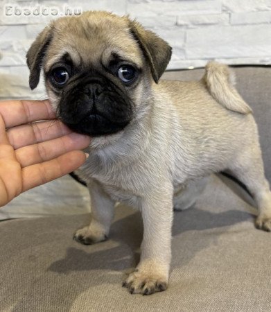 Mopsz kan kiskutyák