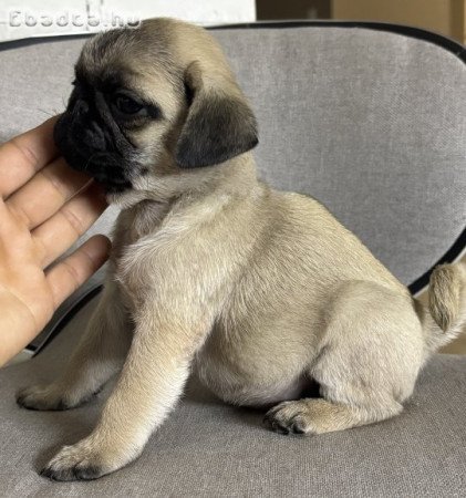 Mopsz kan kiskutyák