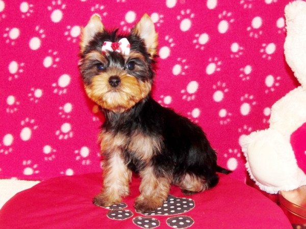 Yorkshire Terrier, Yorki