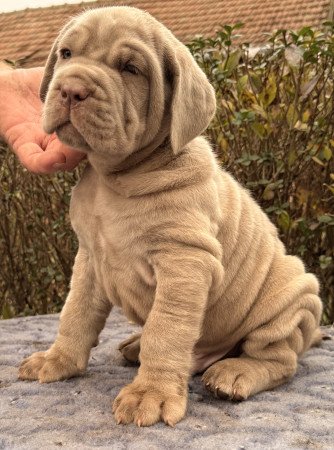 szilagyineecsedievelin@gmail.com