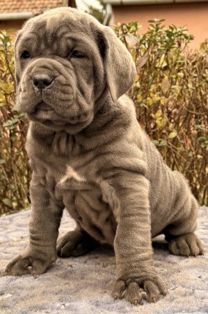 szilagyineecsedievelin@gmail.com