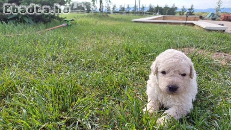 Törzskönyves Kuvasz kiskutyák Vértesi Selymes