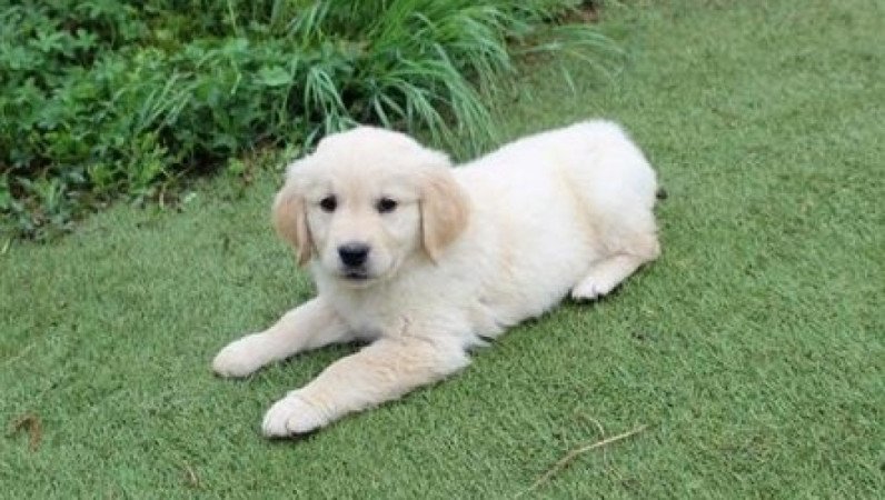 Golden retriever