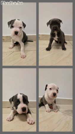 Amerikai staffordshire terrier kölykök, kék