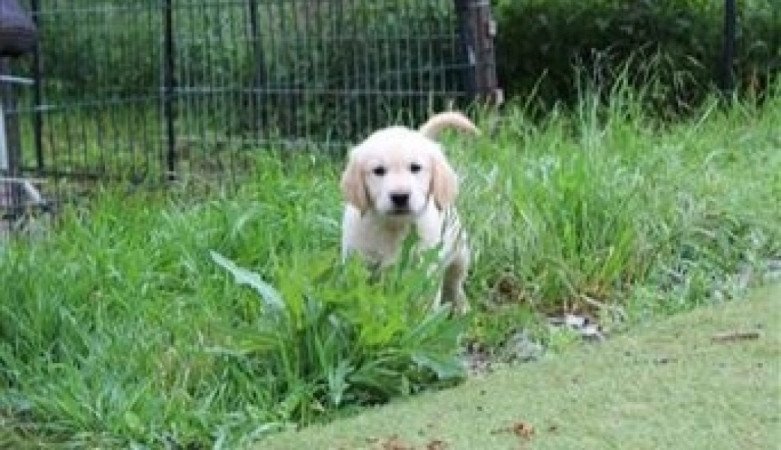 Golden retriever