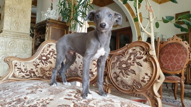 Whippet