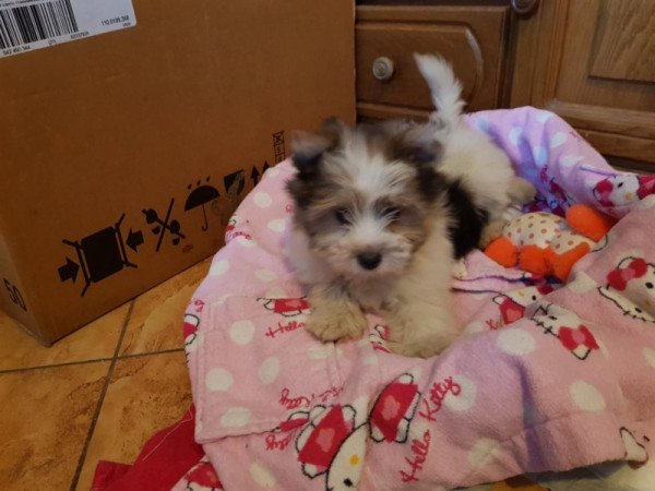 Biewer yorki yorkshire