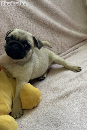 Mopsz kiskutyák elérhetőek