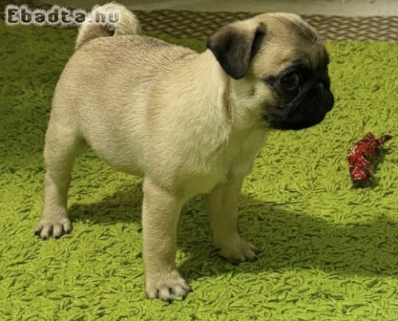 Mopsz kiskutyák elérhetőek