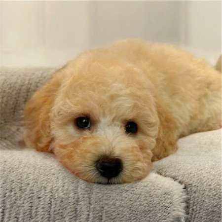 Maltipoo