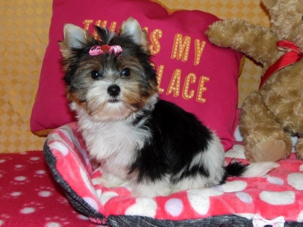 Biewer Yorkshire terrier, Yorki