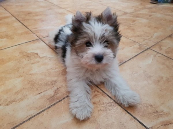 Biewer yorki yorkshire