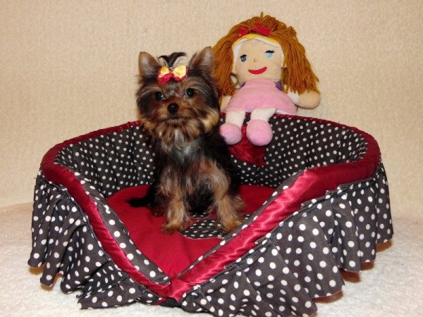 Yorkshire Terrier, Yorki