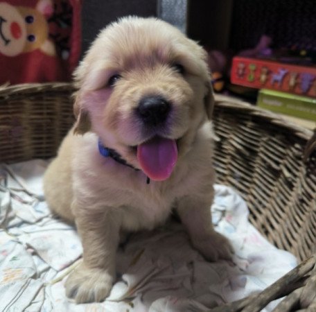Golden Retriever