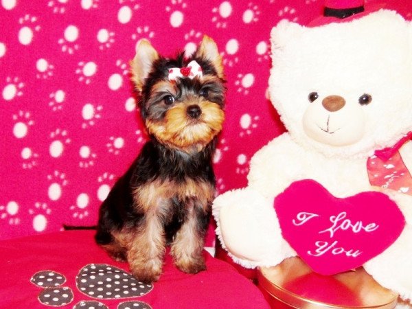 Yorkshire Terrier, Yorki