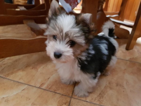 Biewer yorki yorkshire