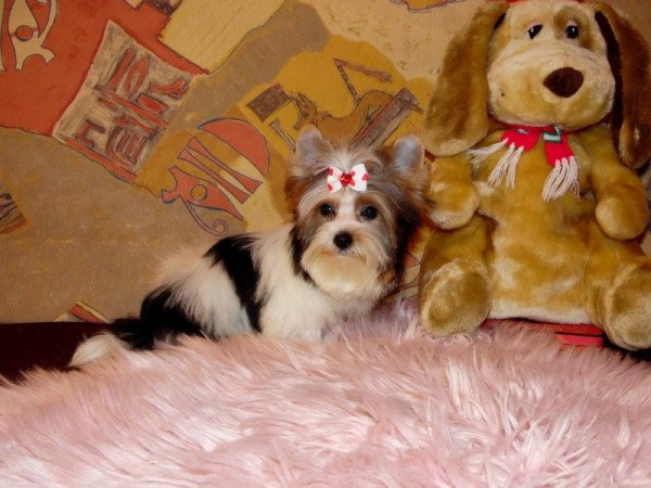 Biewer Yorkshire Terrier Yorki