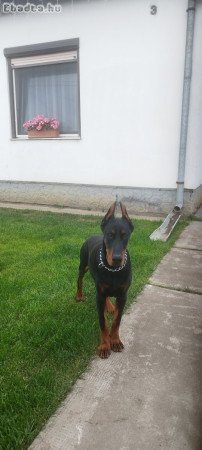 Doberman 7 hónapos törzskönyves kan.