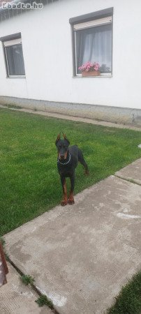 Doberman 7 hónapos törzskönyves kan.