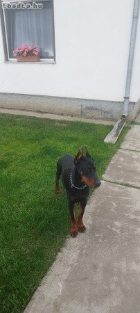 Doberman 7 hónapos törzskönyves kan.