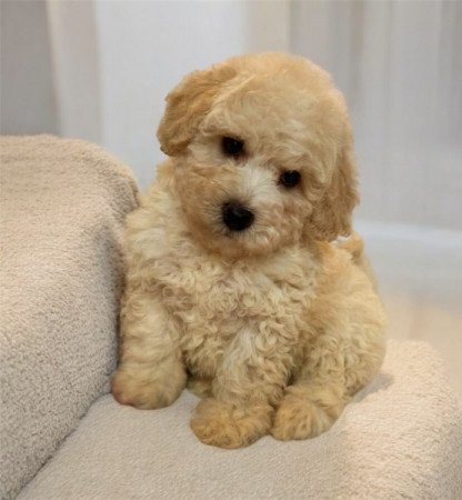 Maltipoo