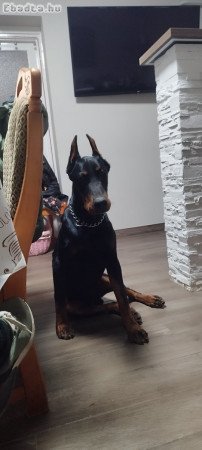 Doberman 7 hónapos törzskönyves kan.