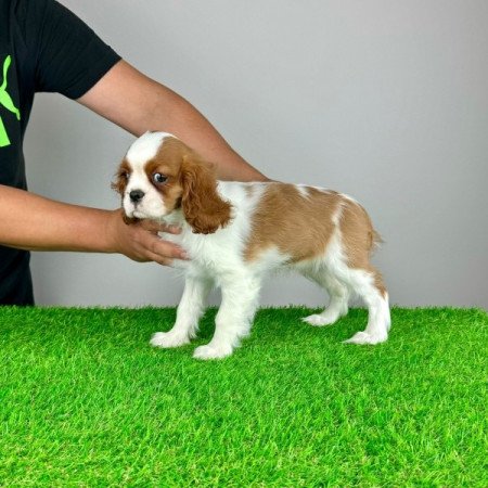 Cavalier King Charles Spániel